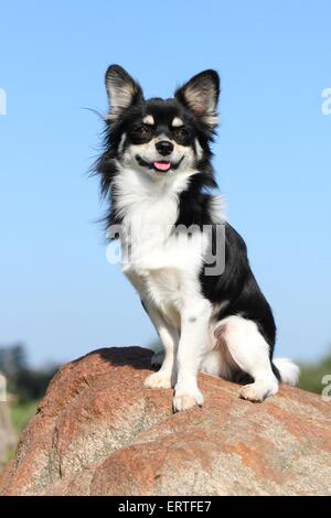 Udienza longhaired Chihuahua Foto Stock