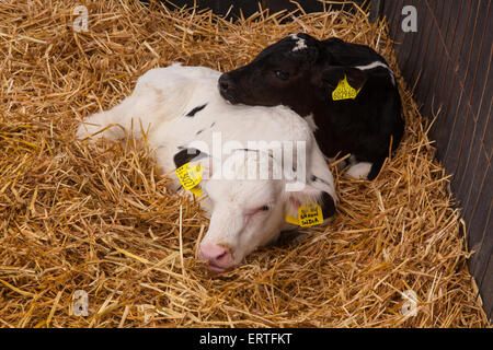 Otto settimane di età i vitelli da latte a Cheriton medio Farm, Cheriton, Hampshire, Inghilterra, Regno Unito. Foto Stock