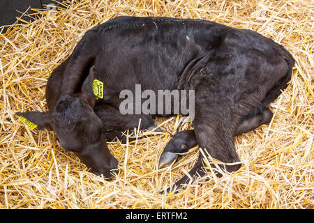 Otto settimane vecchio caseificio al polpaccio Cheriton medio Farm, Cheriton, Hampshire, Inghilterra, Regno Unito. Foto Stock