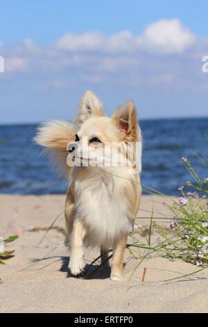 Longhaired Chihuahua Foto Stock