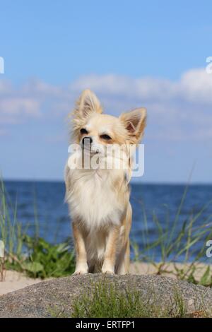 Longhaired Chihuahua Foto Stock