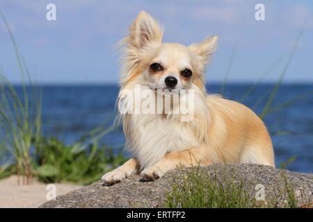 Giacente longhaired Chihuahua Foto Stock