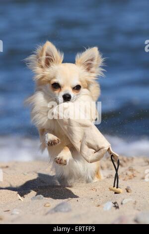 Riproduzione longhaired Chihuahua Foto Stock