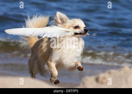 Riproduzione longhaired Chihuahua Foto Stock