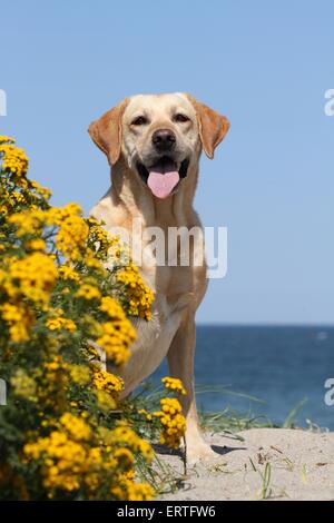 Udienza Labrador Retriever Foto Stock