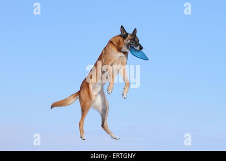 Riproduzione di Malinois Foto Stock