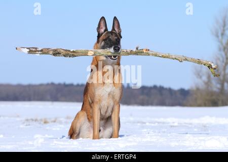 Recupero Malinois Foto Stock