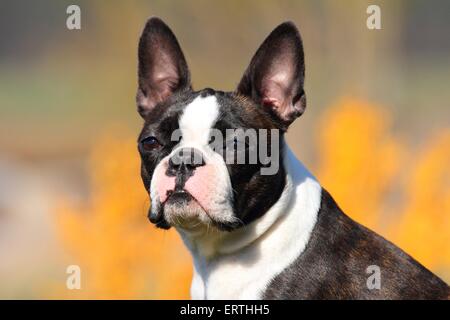 Boston Terrier ritratto Foto Stock