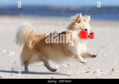 Riproduzione longhaired Chihuahua Foto Stock
