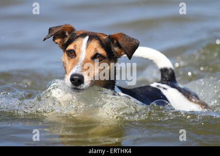 Nuoto Jack-Russell-Mongrel Foto Stock