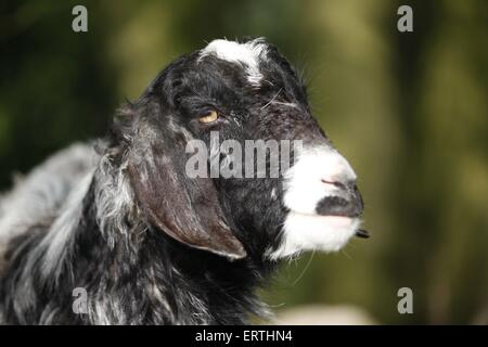 capra dalle orecchie lunghe Foto Stock