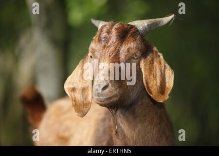 capra dalle orecchie lunghe Foto Stock