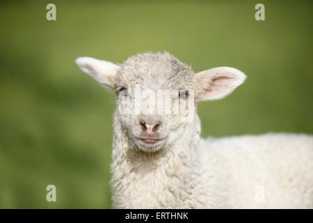 agnello Foto Stock