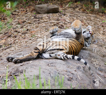 Tigre del Bengala Cub (Panthera tigris tigris) Foto Stock