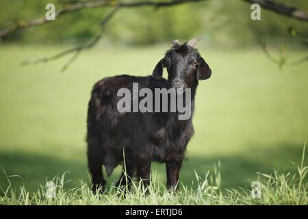 capra dalle orecchie lunghe Foto Stock