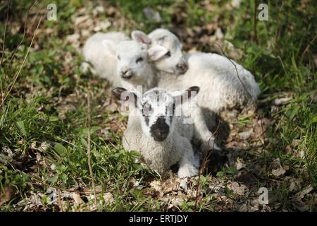 agnello Foto Stock