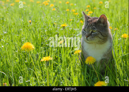 (Felis silvestris catus) Cat seduti in un prato con tarassaco Foto Stock