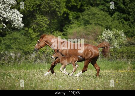 cavalla con puledro Foto Stock