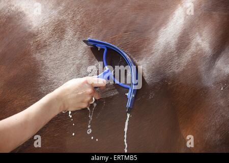 Cavallo prende la doccia Foto Stock