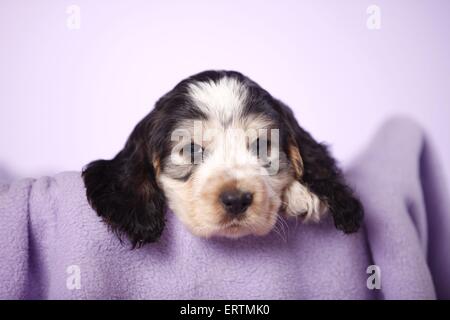 English Cocker Spaniel cucciolo Foto Stock