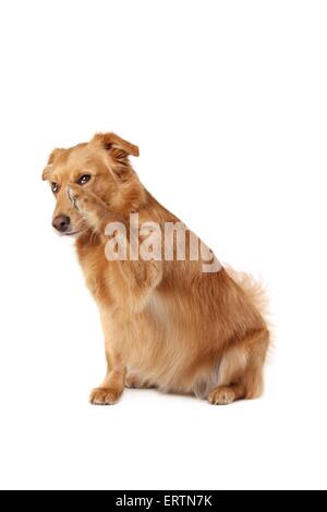 Mongrel Foto Stock