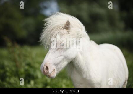 Mini pony Shetland ritratto Foto Stock