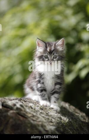 Norvegesi della Foresta gattino Foto Stock