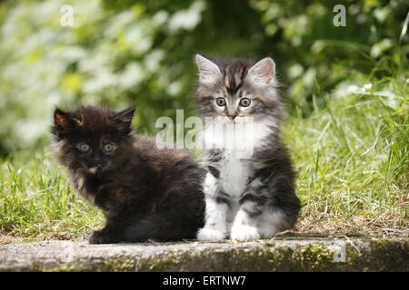 Norvegesi della Foresta gattini Foto Stock