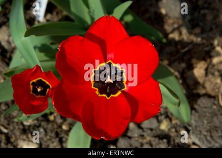 Un suggestivo open tulip fiore con profondo rosso e petali di un nero scuro centro con un margine di colore giallo in un giardino del Berkshire, Aprile Foto Stock