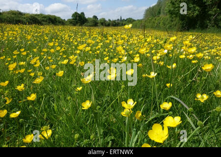 Campo renoncules, Ranunculus acris, fioritura sul terreno comune tra la linea ferroviaria e il canale a Hungerford comune, può Foto Stock