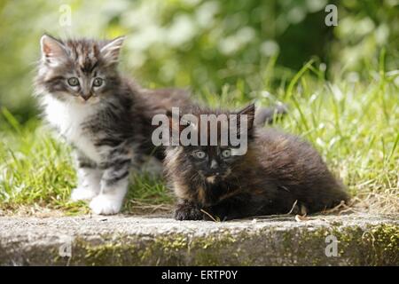 Norvegesi della Foresta gattini Foto Stock