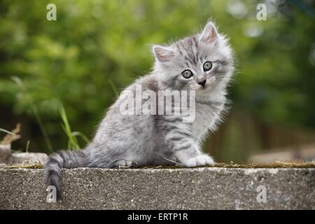 Norvegesi della Foresta gattino Foto Stock