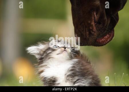 cane e gattino Foto Stock