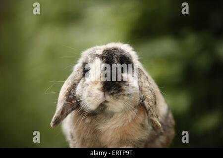 Lop eared rabbit Foto Stock
