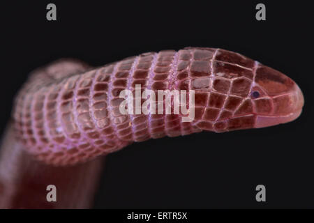 Worm europea lizard (Blanus cinereus) Foto Stock