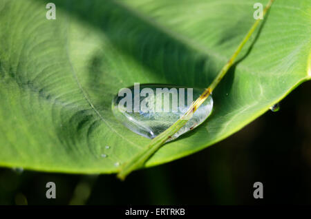 Acqua in foglie di taro Foto Stock