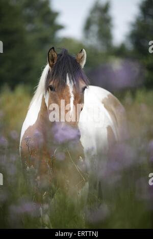 Gypsy Horse di cardi Foto Stock