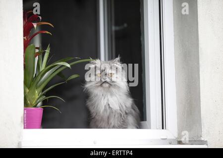 Gatto persiano sulla finestra Foto Stock