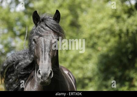 Il frisone cavallo ritratto Foto Stock