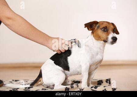 Jack Russell Terrier Foto Stock