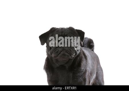 Ritratto del Pug Foto Stock