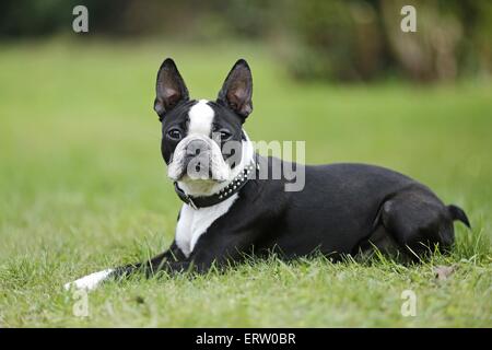 Giacente Boston Terrier Foto Stock