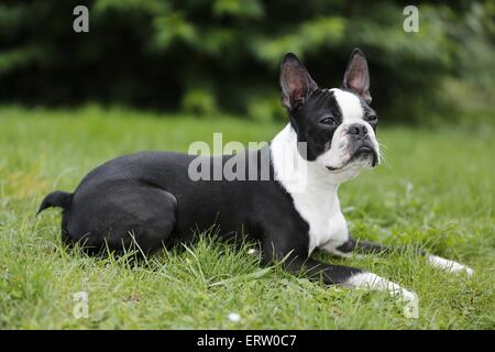 Giacente Boston Terrier Foto Stock