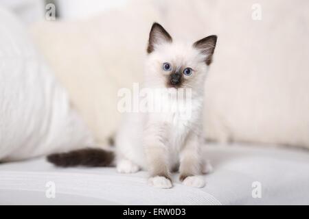 Gattino di Ragdoll Foto Stock