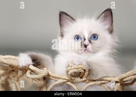 Gattino di Ragdoll Foto Stock