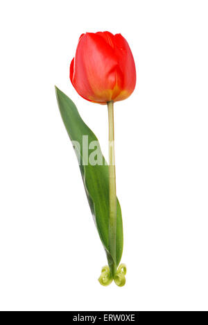 Uno rosso tulip isolato su bianco Foto Stock