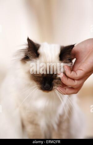 Sacred Birman ritratto Foto Stock