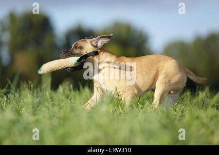 Esecuzione di Staffordshire Bullterrier Foto Stock