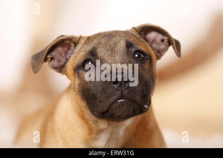 Staffordshire Bull Terrier ritratto Foto Stock