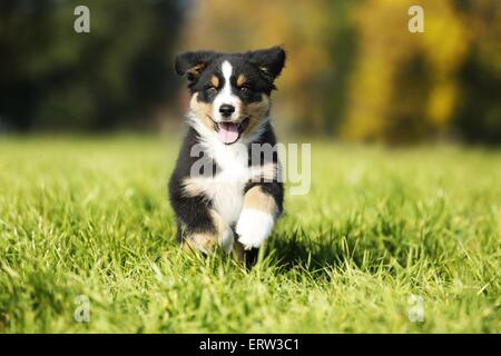 Pastore australiano cucciolo Foto Stock